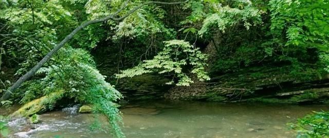 郁郁葱葱|陕西秦岭巴山腹地一纯绿景区，万亩石林堪比九寨，只是游客很少知