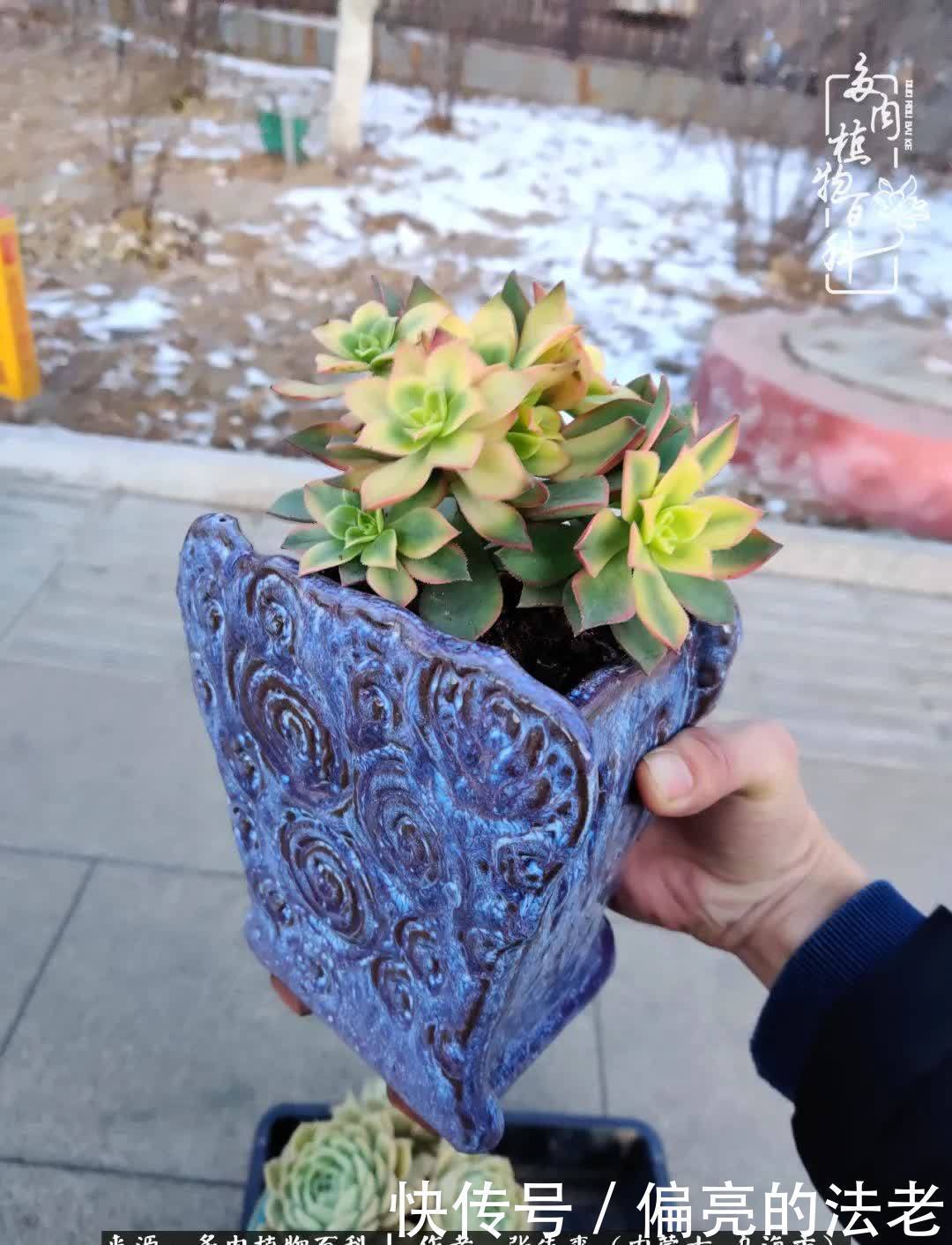 吸取教训,不断探索,英语老师的多肉碎碎念!