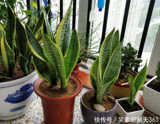 花花草草|失眠的花友养花当选此3款,对健康有益,养护还贼简单省心