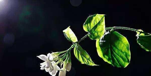 盆栽|盆栽茉莉花,养护注意这3点,花开一茬接一茬