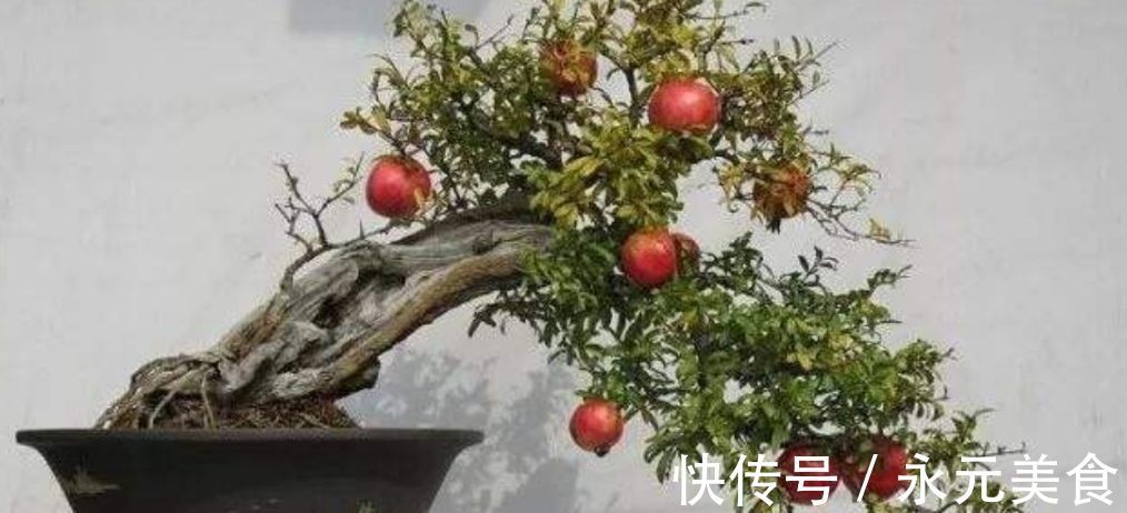 修剪|精品老桩石榴盆景欣赏,红红火火,多子多孙