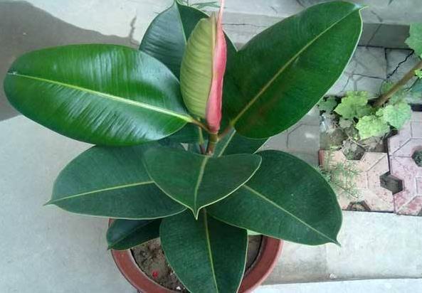 2种花，“再贵”也要养，客厅养“2盆”，“空气”都变好了，值