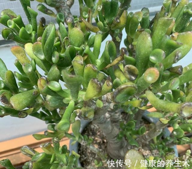 这花叫马蹄掌,也叫吸财树,寓意“招财进宝”,比多肉还好养!