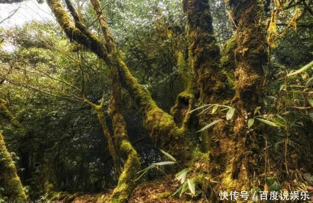 心动｜有一种美，叫春天里的梵净山