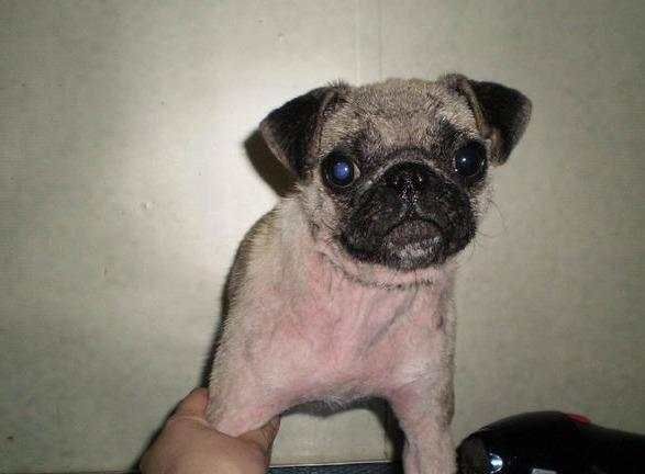 巴哥犬易患上的6种疾病 你知道吗 快资讯
