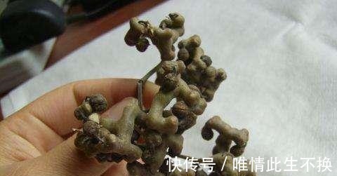 拐枣|李时珍都称它为“千杯不倒”,喝酒前吃点它,酒量会瞬间增加!