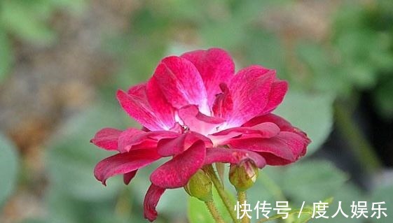 栽种|新手养花,不如养盆花中精品“葡萄冰山”,花大色艳,株型饱满