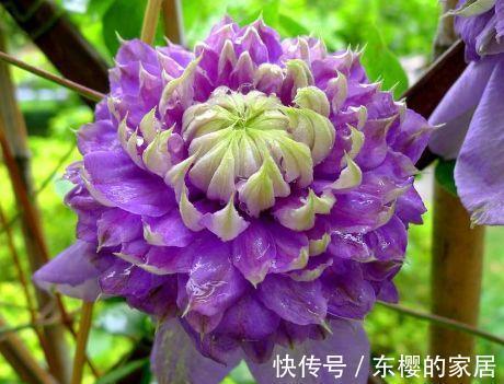 花卉|大暑过后选这几款花,经常爆盆的花卉,开花不断,看了就让人沉醉