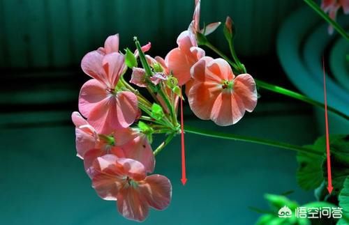 天竺葵开完花的花茎适不适合插扦？