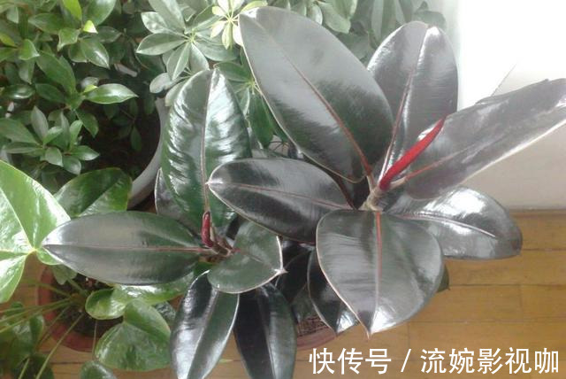 君子兰肥|君子兰肥到流油,长寿花开不断,原来他用了这个小方法!