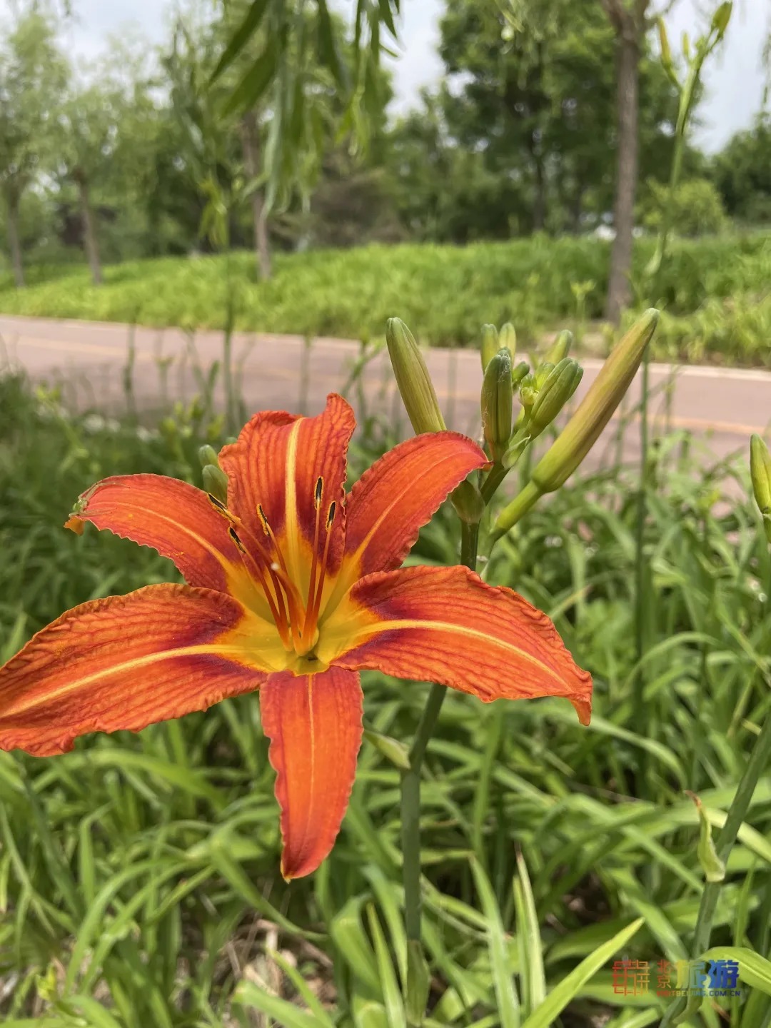 雏菊|北京亦庄超大规模雏菊花海正在盛花期，五颜六色，颜值爆表！