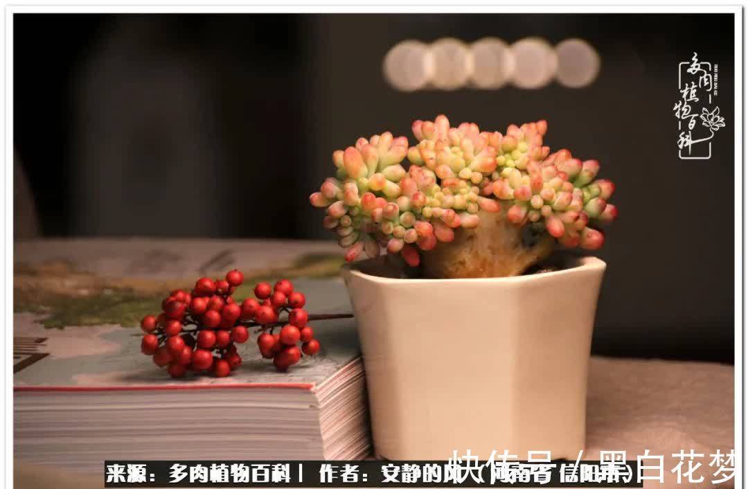 阳台多肉党的幸福生活!