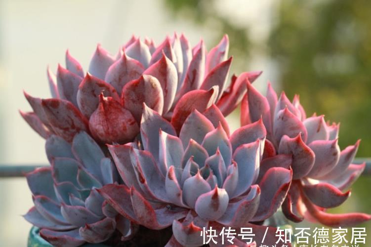 有一种多肉叫赫拉,出状态后又纯又欲,没有经验的新手也能养好它