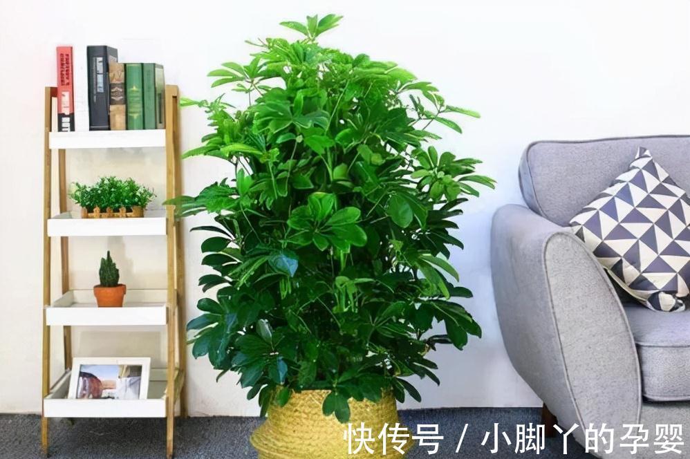 叶片|客厅见树,家兴人旺!6种吉利树,好养寓意好,还能养身体