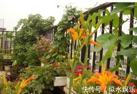 以下这“3种花”,就是喜欢“水”,蹿叶蹿不停,“易爆盆”