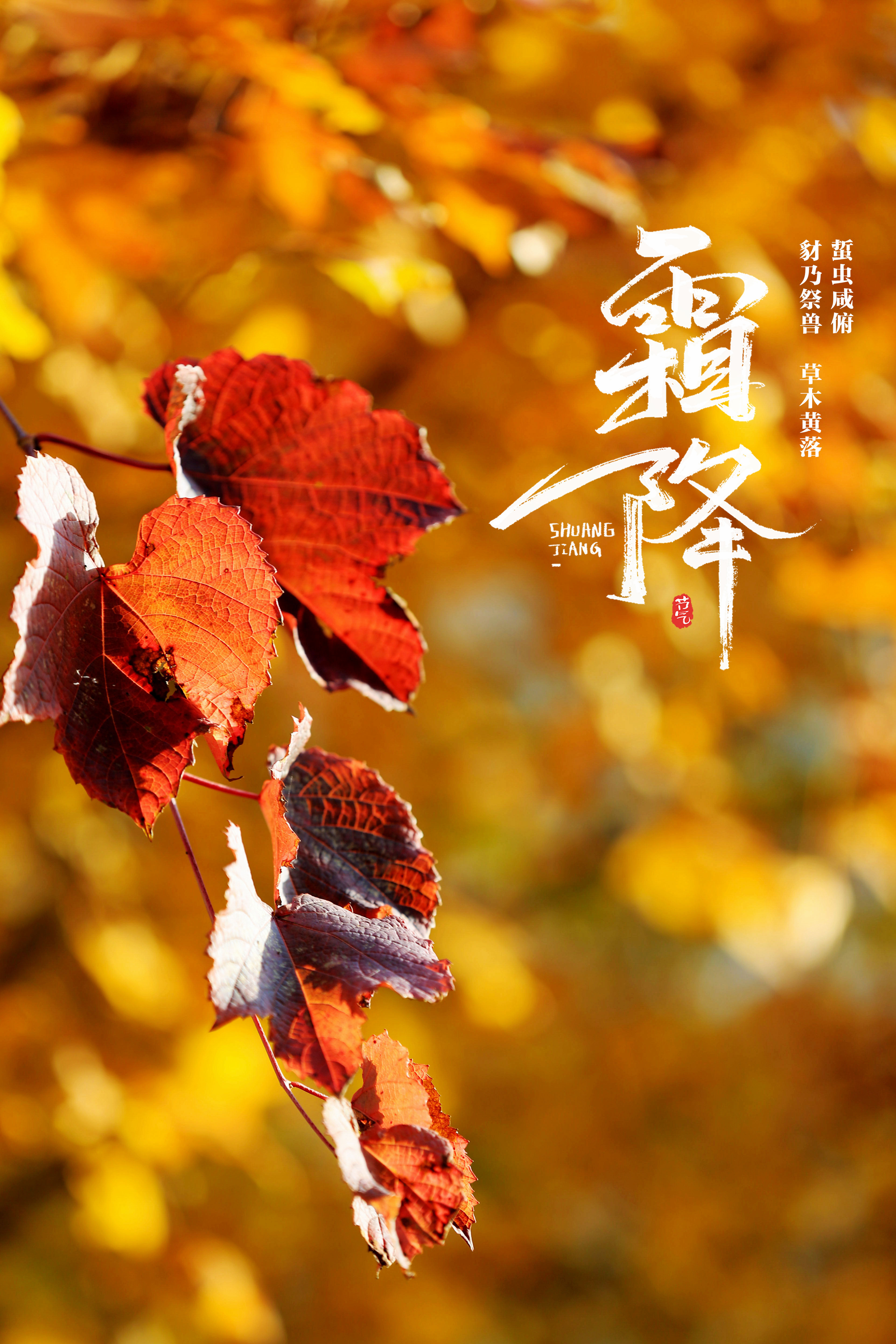 草木黄落！报节气|山明水净夜来霜 数树深红出浅黄