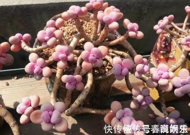花盆|9月开始,养桃蛋“牢记”2个字,半年养的“胖嘟嘟”,萌化了