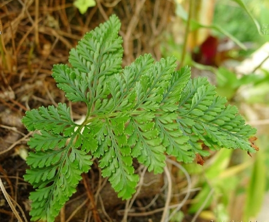 漱口|牙痛、牙开裂,1味草药漱口2天就好,比看牙医还好使,早知早好