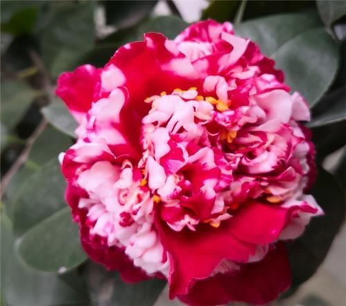 落蕾|茶花开了,没几天就蔫了,注意3点,开花如碗大