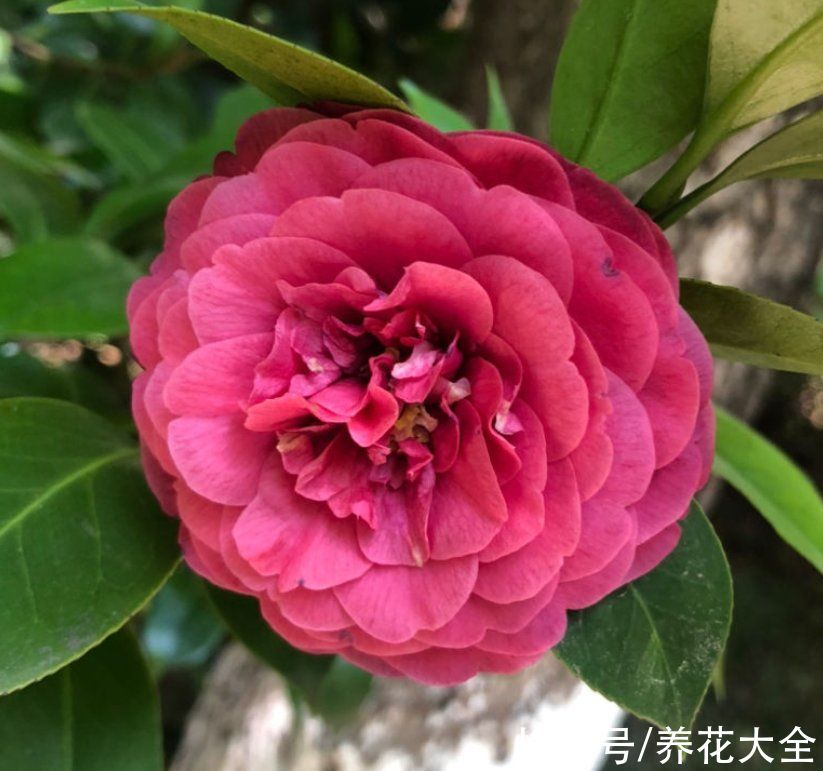 花花|10种需要“干养”的花，不要＂灌＂着它们，不然全都烂根