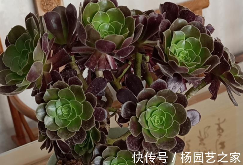 养花别大意，3种花对身心健康不利，再喜欢也别养，你养过几种？