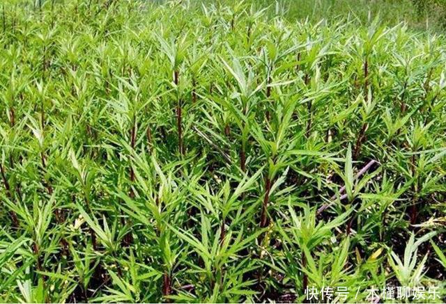 市场|田地里很常见,北方人爱吃的野菜,根系庞大,殊不知市场一斤20元