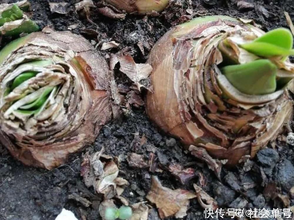 营养液|朱顶红埋土里，如何能年年开花，球变大、变多？