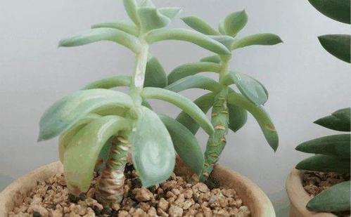 6种花，一长高就“变丑”，越矮胖越“漂亮”，要舍得剪！