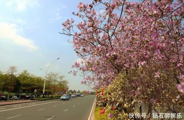 三月|花样荷城,美不胜收!