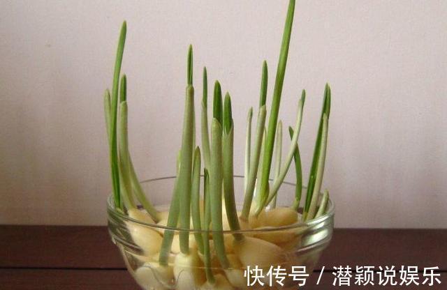 放水|6种蔬菜头留好了，放水里就长根，养成小盆栽真耐看，叶子味道好