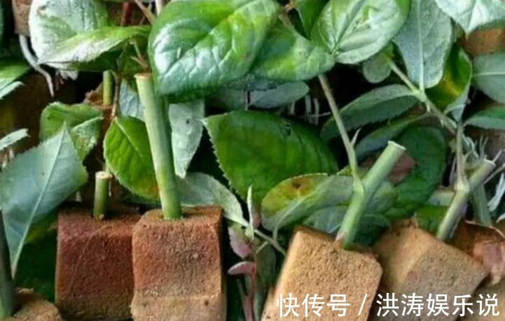 枝条|扦插好方法养花繁殖下一代，试试这3招，简单好使