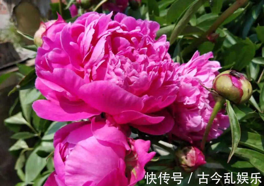 天竺葵|适合秋天养的12种花,耐阴又耐寒,秋冬长得更精神