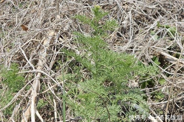 恶草|长得像艾草,古时是救命野菜,如今成麦田恶草,但见到请别错过
