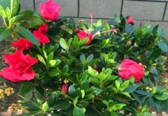 开花最香的5种花,家里养一盆,满屋飘香,养庭院,十里飘香