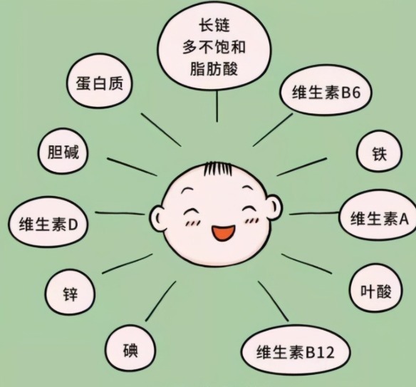 卵磷脂|怀孕吃什么宝宝更聪明,什么阶段吃最好,根据宝宝大脑发育规律吃