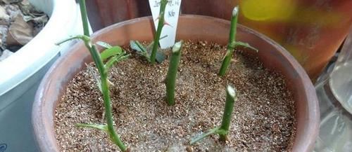 不敢尝试扦插？捏准“7个要点”，养花省钱、还能拥有更多