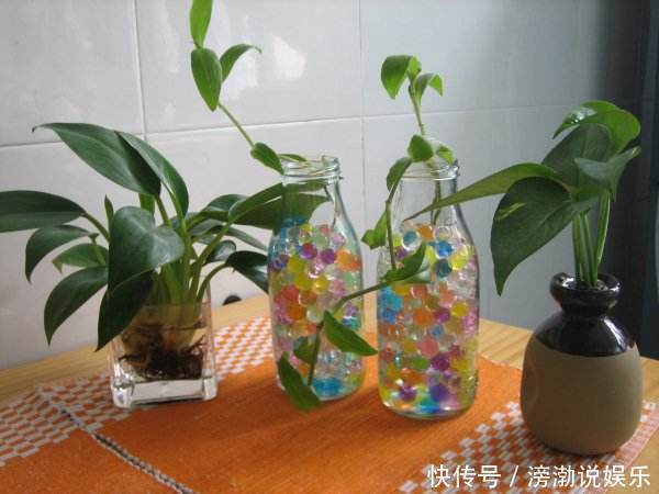 养护|多肉怕水其实错了！5个科属的多肉“水培”以后，会长得更好