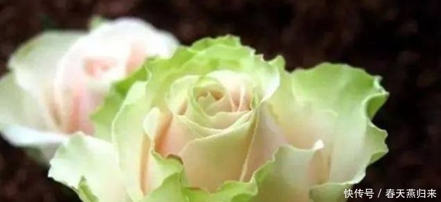 喜欢三角梅,不如养盆“精品玫瑰”舞后玫瑰,花中皇后,高贵优雅