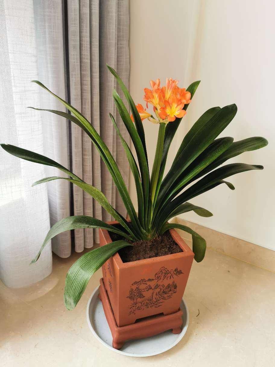 叶片|君子兰夹箭不开花,找根棉签擦一下,花箭立马钻出来!