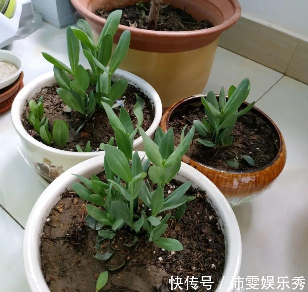 洋桔梗|6种花一天不浇水,叶子就耷拉,缺水3天就死翘!