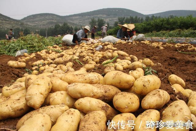 休眠期|土豆千万别放冰箱!记住3个保存方法,土豆放半年也不发芽不腐烂