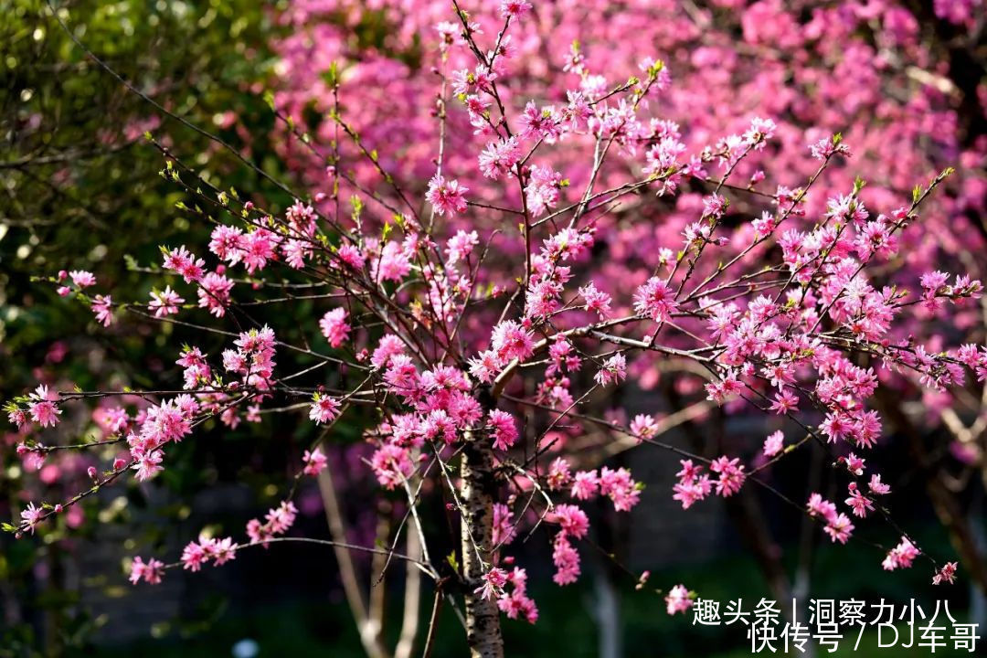 这“三种花”颜值高，但一楼住户需慎养，邻居会投诉只能都拔掉