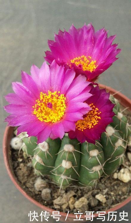 入手|4种花一开就美爆,沾土就活,新手入手不会错