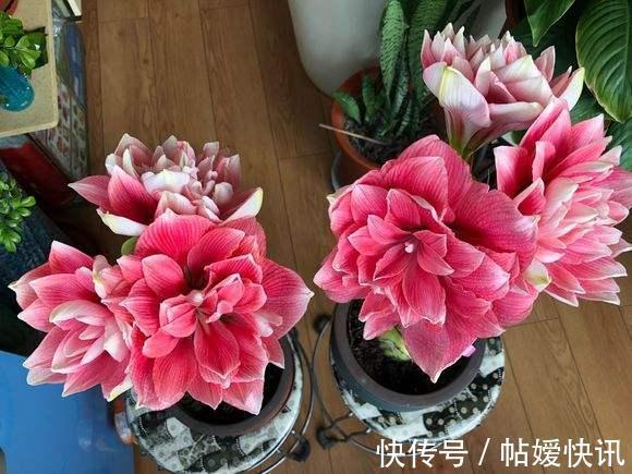 光照|春天养这花,花大如碗,独特漂亮,开完后,简单处理后 能再开花