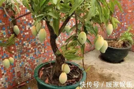 花盆|芒果吃完籽别扔了，这样处理，不出3年就能在花盆里开花结果了！
