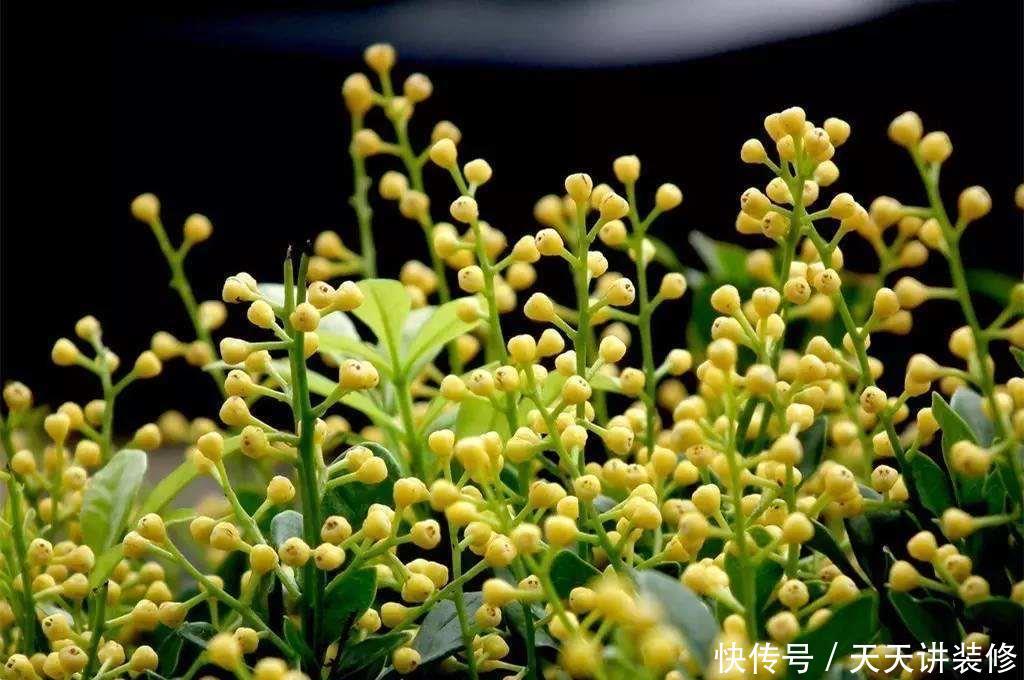 不停|养四季米兰,注意4件事,对它的生长大有裨益,不停长叶又开花