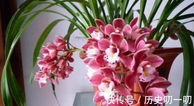 列入|这“三种花”不能养,已被列入“养殖黑名单”,别再傻傻当作宝