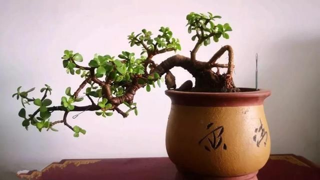 养花|养花不能用大盆,这5种花挤在小盆里,才能长成精品