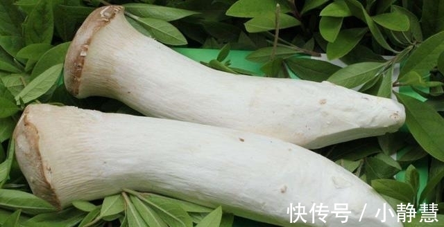 蚝油|杏鲍菇6种最好吃的做法，每种都简单美味，看看你喜欢吃哪种？