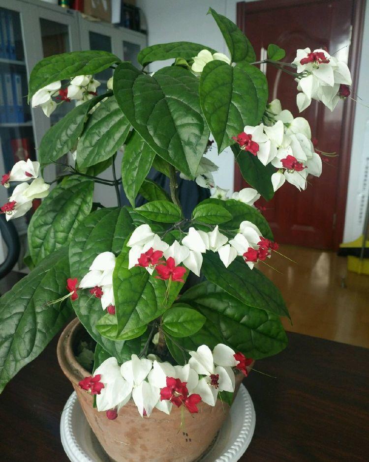 家里适合养在阳台的花卉，全年开花不断，花开美观大气